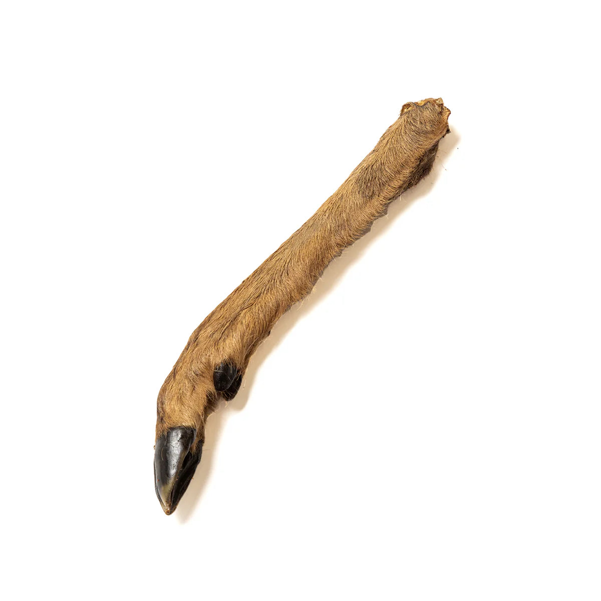 Natural Deer Legs