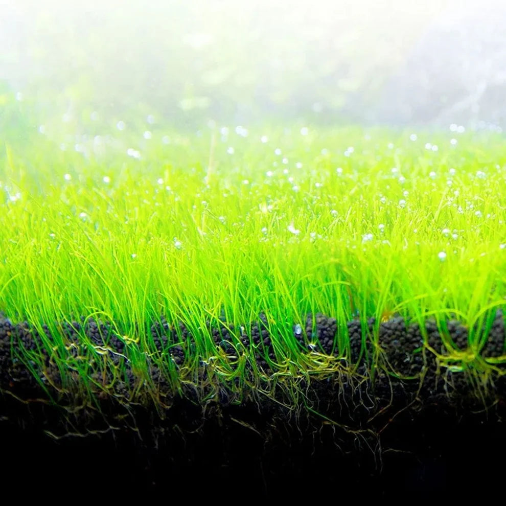Fluval Bio Stratum 2kg