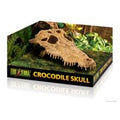 Crocodile Skull
