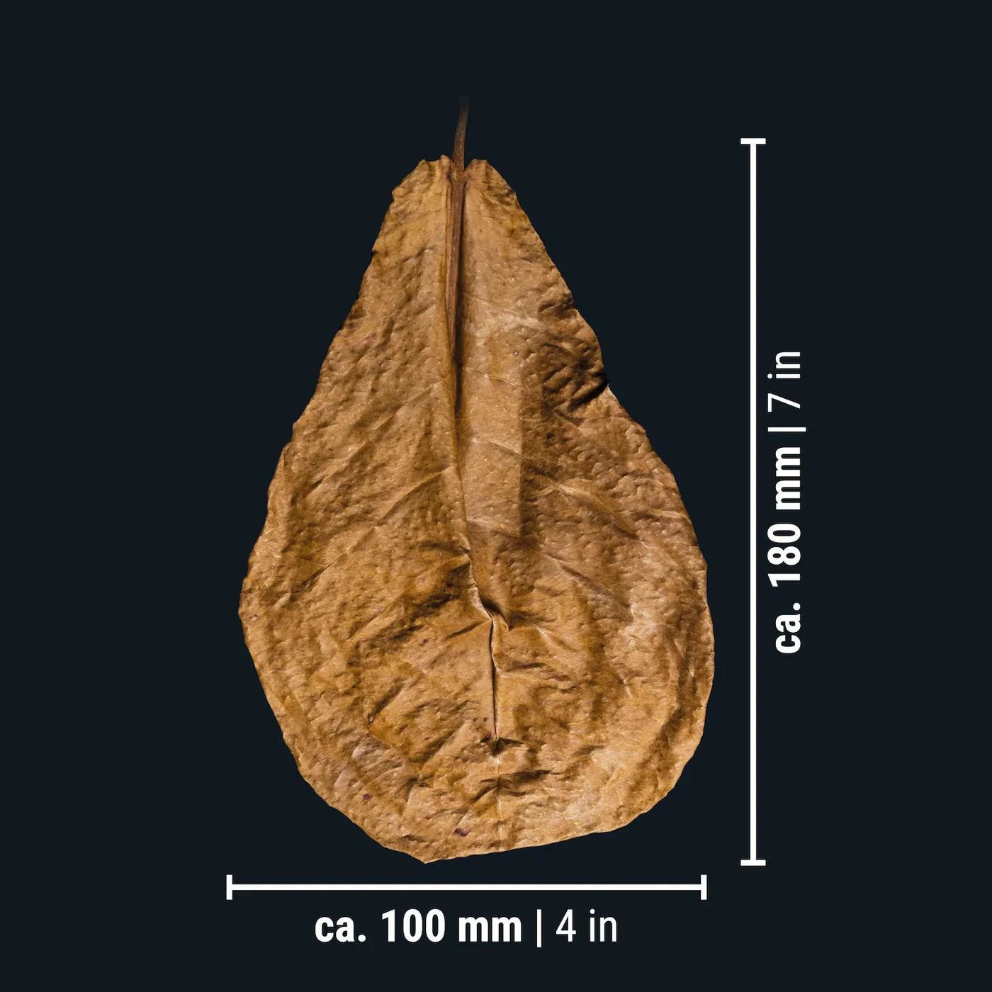 Dennerle Catappa Leaves Large x 10pcs