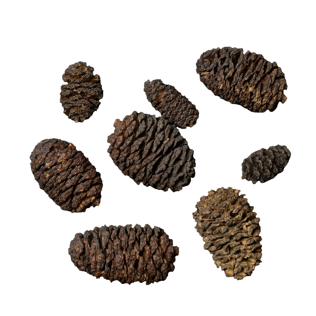 Dennerle Aqua Rico Black Cones