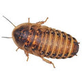Feeder Cockroaches pre-pack, Large
