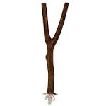 Pet Ting Natural Wooden Y Perch for Canary Finch Budgie Cockatiel Parrot - 30cm