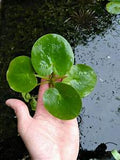 Limnobium Laevigatum