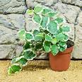 PR Live plant. Ficus pumilia (12cm pot)