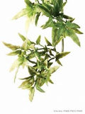 Plastic Croton Shrub - Medium
