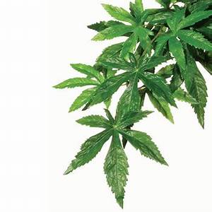 Silk Abutilon Plant - Medium