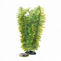 Boston Fern Large
