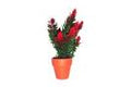 Happy Pet Small Plant In Pot
