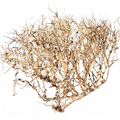 Hugo Desert Fingerwood 30-40cm