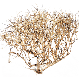 Hugo Desert Fingerwood 30-40cm