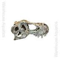 Happy Pet - T-Rex Skull - Sml
