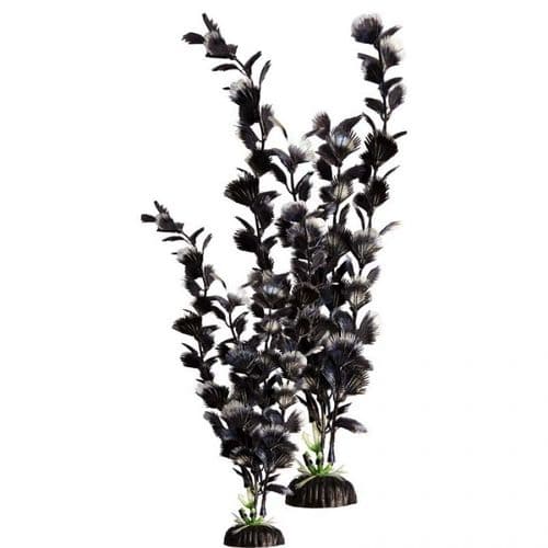 Black Plant 60cm