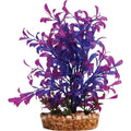 Blue/purple Plant 60cm