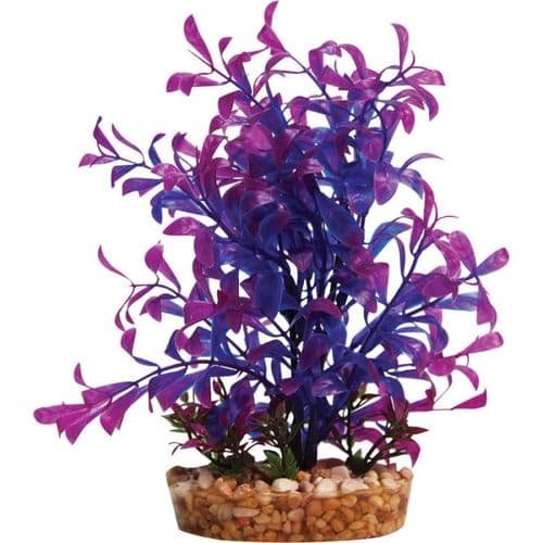 Blue/purple Plant 60cm