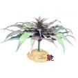 Happy Pet Products Limited Komodo Star Cactus 13cm