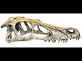 Happy Pet - Raptor Skull - XL