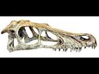 Happy Pet - Raptor Skull - XL