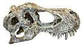 Happy Pet Komodo T Rex Skull Large
