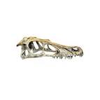 Happy Pet - Raptor Skull - Lge