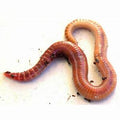 Giant Lob Worms (Lumbricus) prepack 10