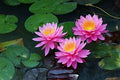 Water Lillies 2 or 3 litre