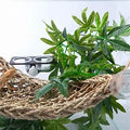 Reptile Plants