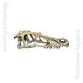 Happy Pet Komodo Raptor Skull Small