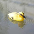 Decorative Duck for Garden Pond, Swimming