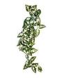 Happy Pet Products Limited Komodo Borneo Hanging Vine 13cm