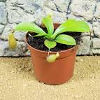PR Live plant. Nepenthes alata  (14cm pot)