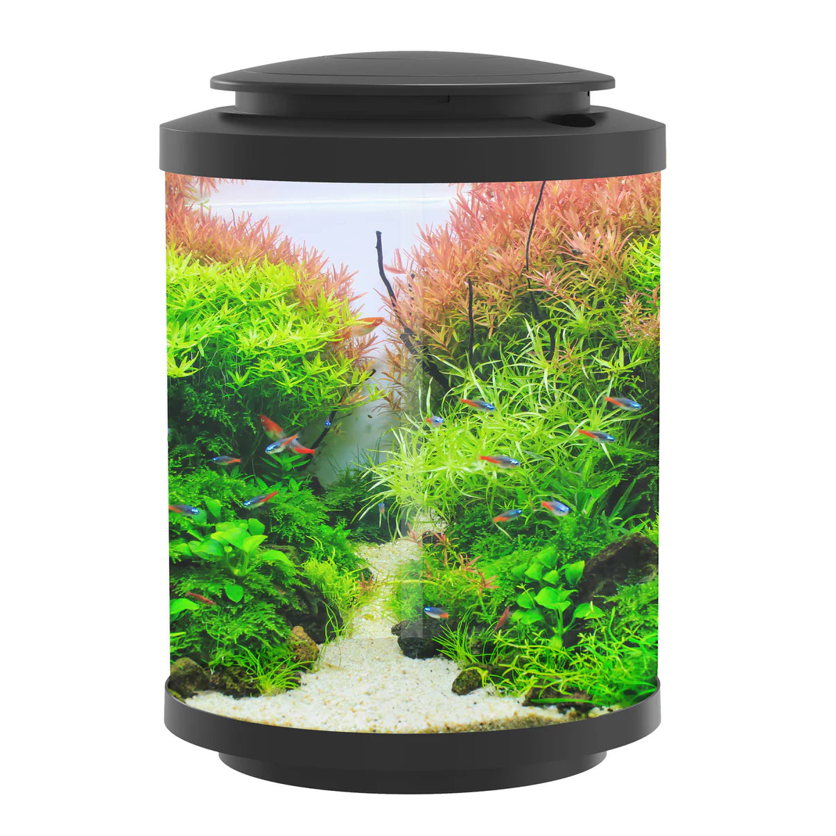 Betta Choice Acrylic Cylinder Tank 15L - Black