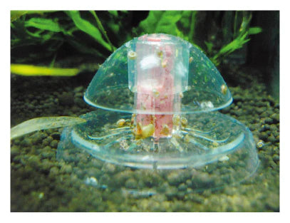 Ista Snail Trap