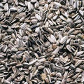 Sunflower Seed (5kg)