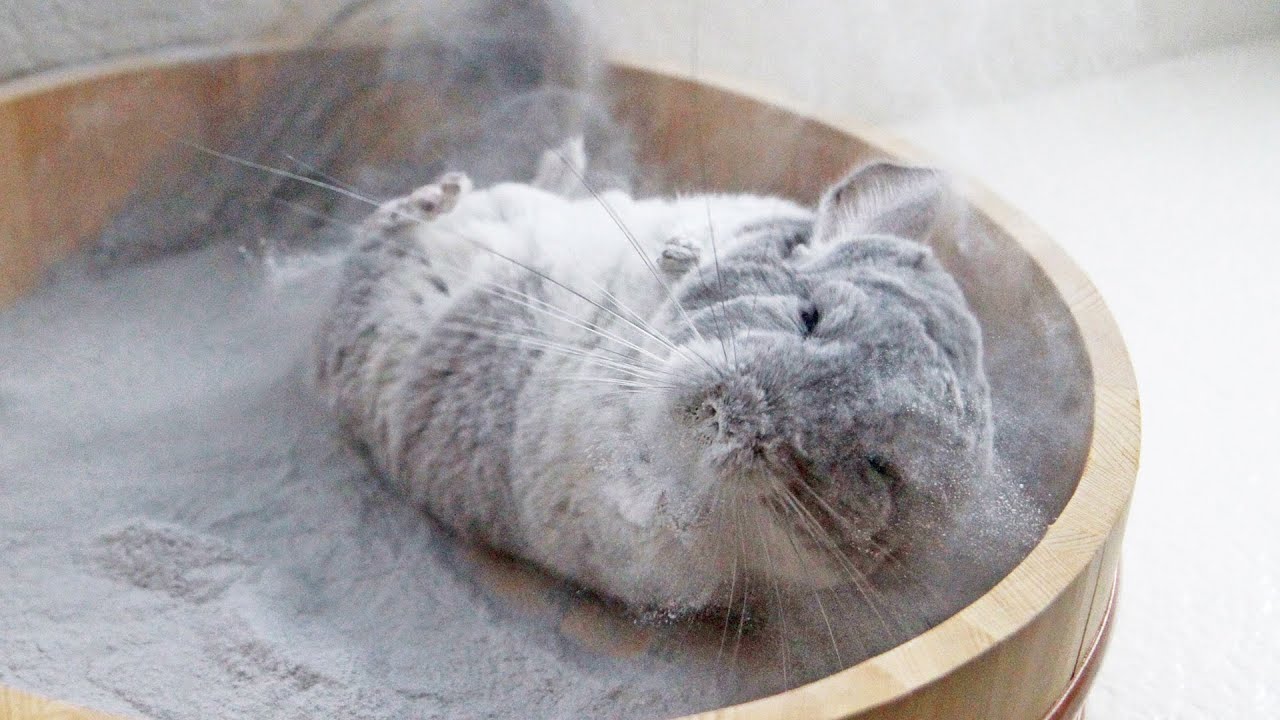 Chinchilla Dust (20Kg)