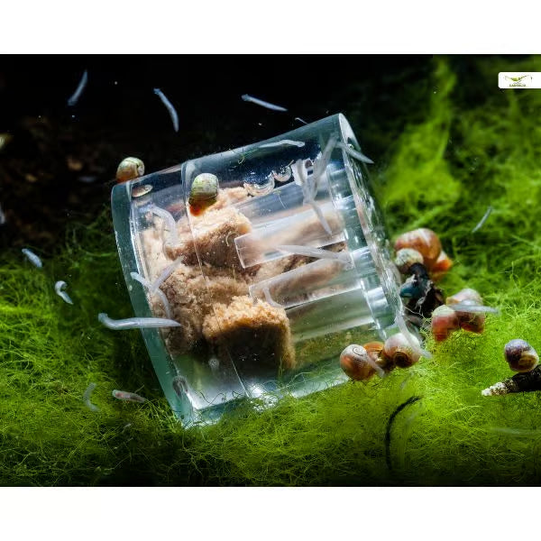 Gioia Planaria Trap