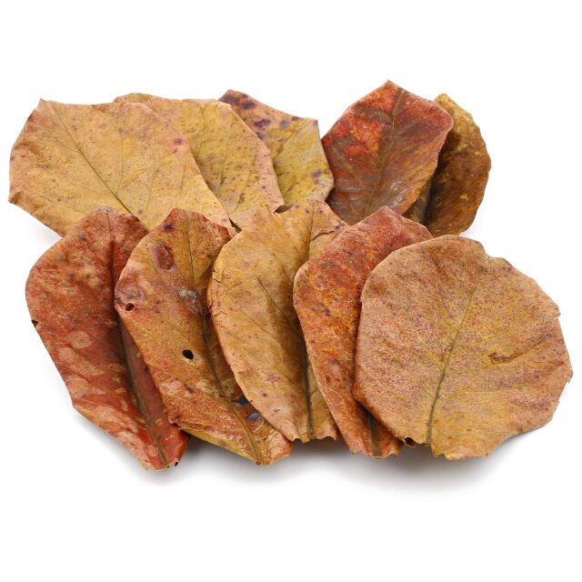 Catappa Leaves XL