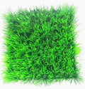 Betta Dwarf Hairgrass Mat 25cm x 25cm