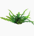 Aqua one Ruffled Green (M, 20cm)