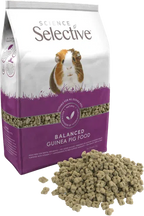 Science Selective Guinea Pig  (1.5kg)