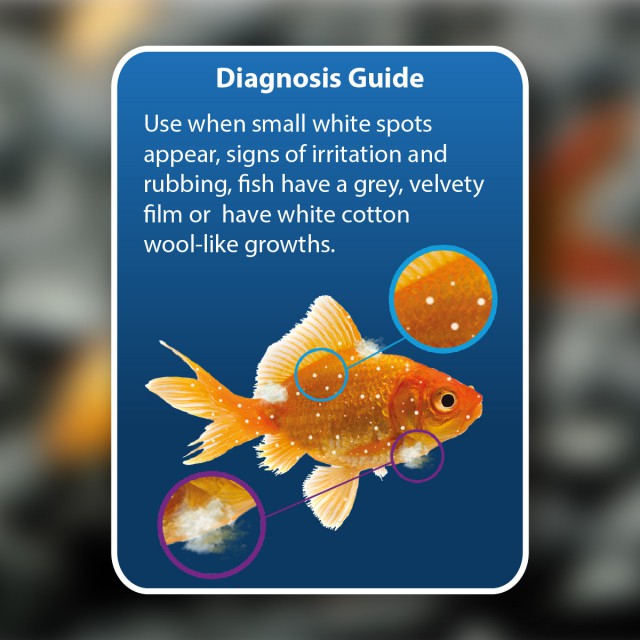 NT Aquarium Anti-White Spot & Fungus (100ml)