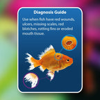 NT Aquarium Anti-Ulcer & Finrot (100ml)