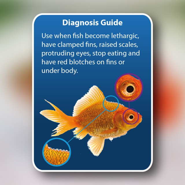 NT Aquarium Anti-Internal Bacteria (100ml)