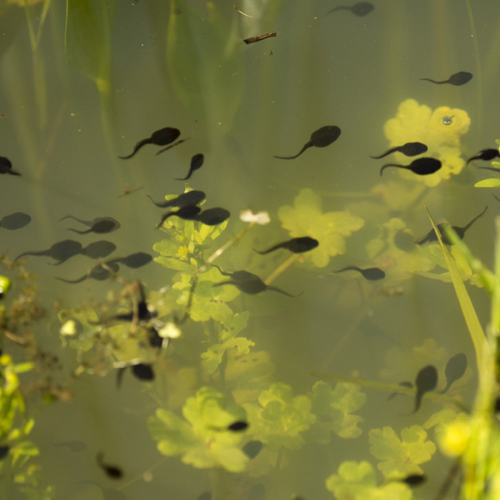 NT Labs Pro-F Tadpole Food