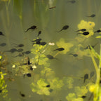 NT Labs Pro-F Tadpole Food